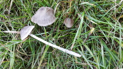 Entoloma ameides