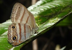 Magneuptychia ocypete