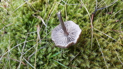 Entoloma ameides