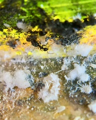 Technomyrmex albipes