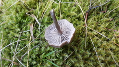 Entoloma ameides