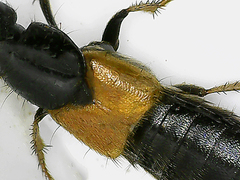 Philonthus spinipes