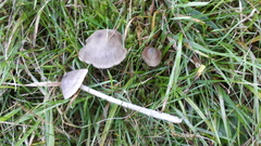 Entoloma ameides