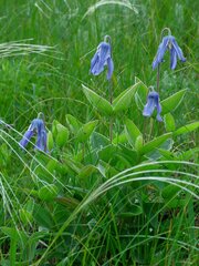 Clematis integrifolia