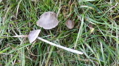 Entoloma ameides