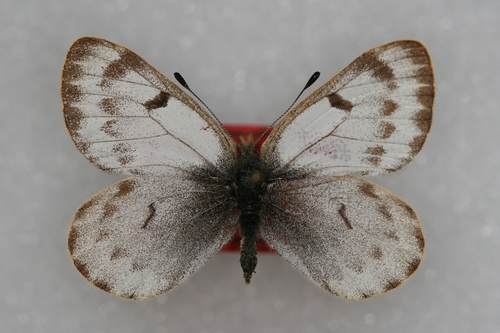 Shaw's Dwarf