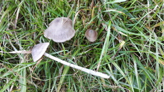 Entoloma ameides