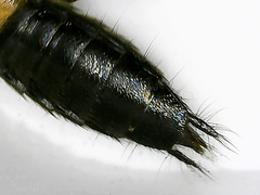 Philonthus spinipes
