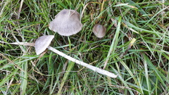 Entoloma ameides