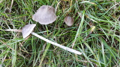 Entoloma ameides
