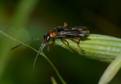 Cantharis flavilabris