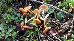 Rhodophana nitellina
