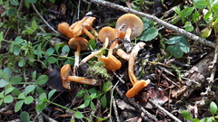 Rhodophana nitellina