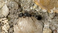 Cardiocondyla venustula