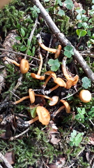 Rhodophana nitellina