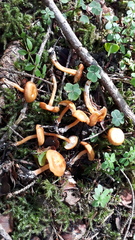 Rhodophana nitellina