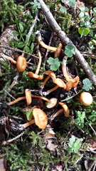 Rhodophana nitellina