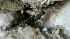 Cardiocondyla venustula
