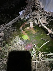 Echinodorus cordifolius