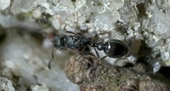 Cardiocondyla venustula