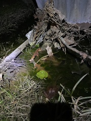 Echinodorus cordifolius