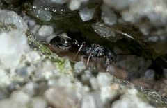 Cardiocondyla venustula