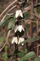 Clematis henryi