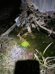 Echinodorus cordifolius