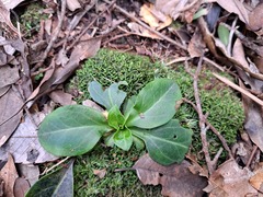 Swertia shintenensis