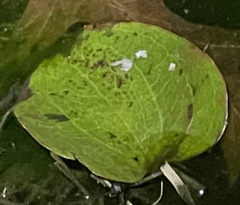 Echinodorus cordifolius