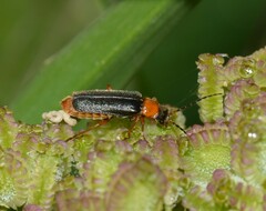 Cantharis flavilabris