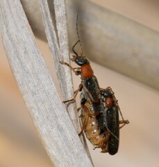 Cantharis flavilabris