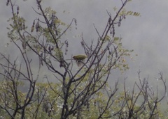 Chlorodrepanis virens