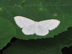 Scopula floslactata