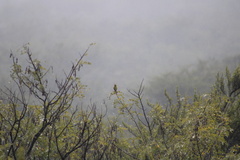 Chlorodrepanis virens