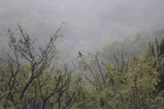 Chlorodrepanis virens