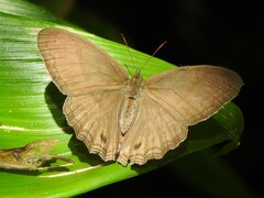 Magneuptychia ocypete