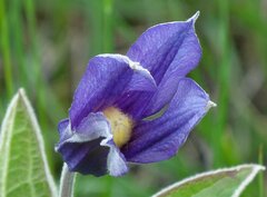 Clematis integrifolia