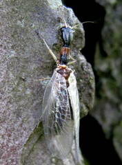 Raphidiidae