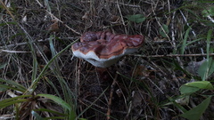 Ganoderma valesiacum