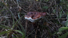 Ganoderma valesiacum