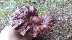 Ganoderma valesiacum