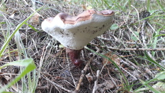 Ganoderma valesiacum