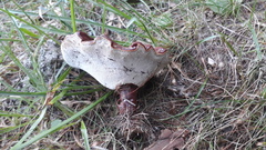 Ganoderma valesiacum