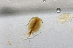 Triops cancriformis