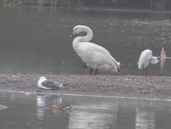 Cygnus olor × cygnus