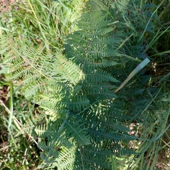 Hypolepis sparsisora