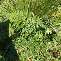 Hypolepis sparsisora