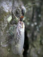 Raphidiidae