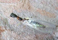 Raphidiidae